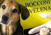 “Attenzione: bocconi avvelenati per cani in zona ospedale”