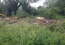 ”Strage di alberi tra le vie Trino e Caboto, ma perché?”