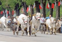 Domenica via alla 583esima corsa dei buoi ad Asigliano