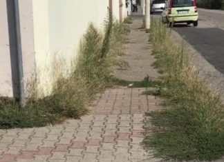 L’opposizione Pd: “Usate il glifosato”. Pozzolo: “Ma che diavolo dite?”