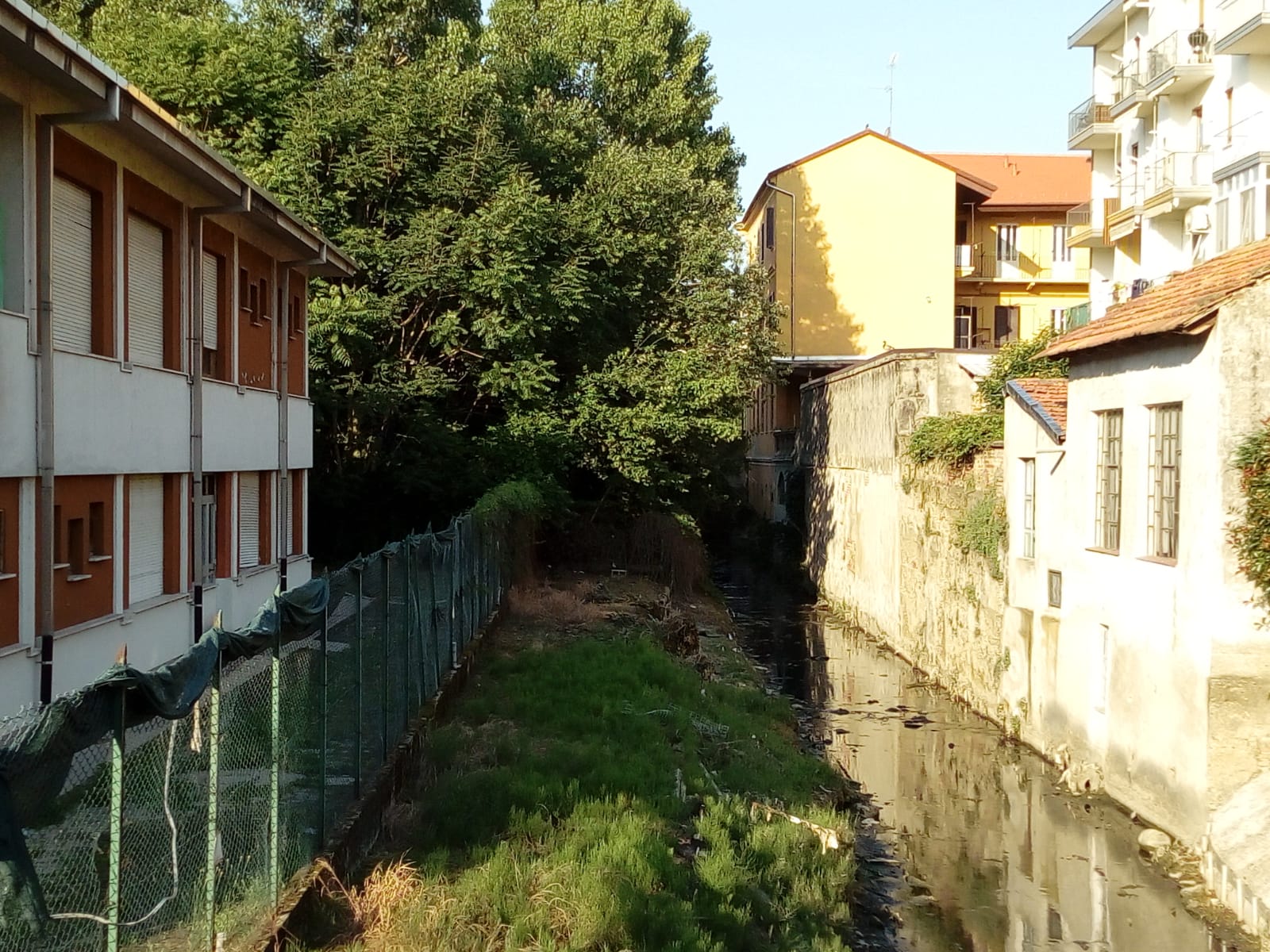 Sulle rive della roggia Molinara gli alberi “Poltergeist” invadono le case