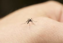 A Vercelli iniziati gli interventi di lotta alle zanzare