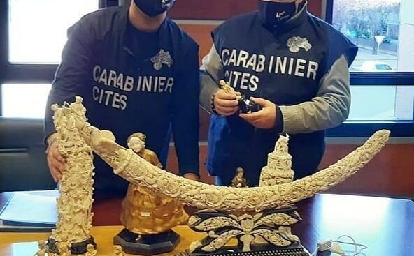 Traffico d’avorio in Piemonte: 27 denunce tra Torino, Novara, Verbania e Vercelli