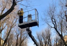 Tolte le luminarie sul Viale: ora si procederà col taglio degli olmi pericolanti