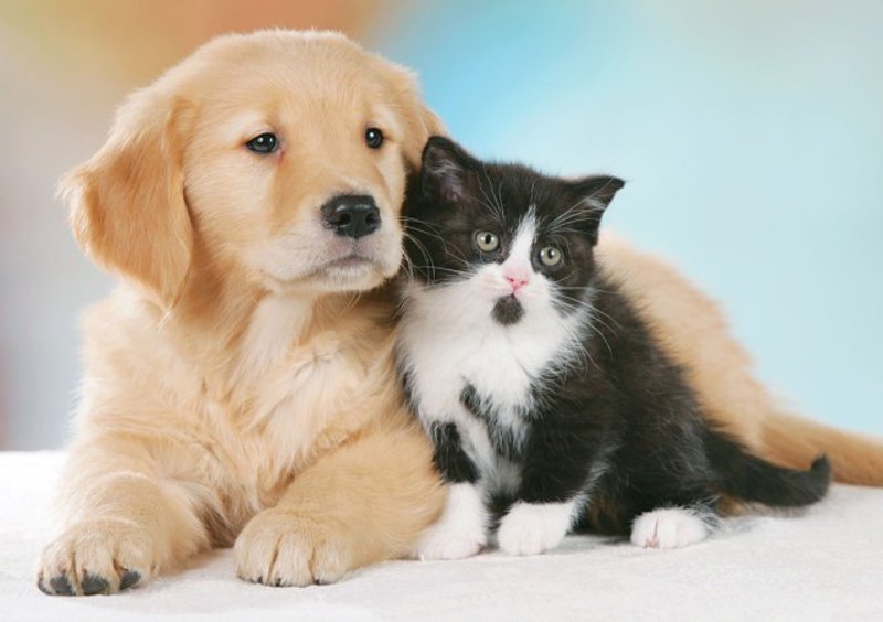 Olio di CBD e animali domestici: tutto quello che c’è da sapere