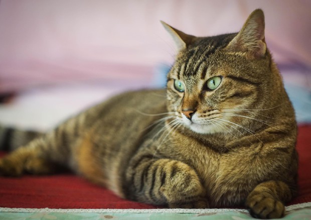 gatto