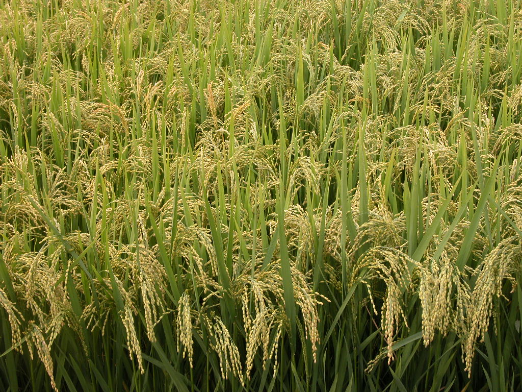 Confagricoltura: “Iniziano le operazione di raccolta del riso, chiediamo attenzione e tolleranza per la circolazione dei mezzi agricoli”