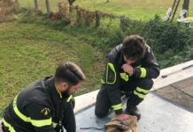 Borgosesia: capriolo caduto in una vasca, salvato dai vigili del fuoco