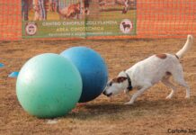 Spettacolo a Roasio con le gare di Treibbal: nuova disciplina che consolida il rapporto cane-proprietario