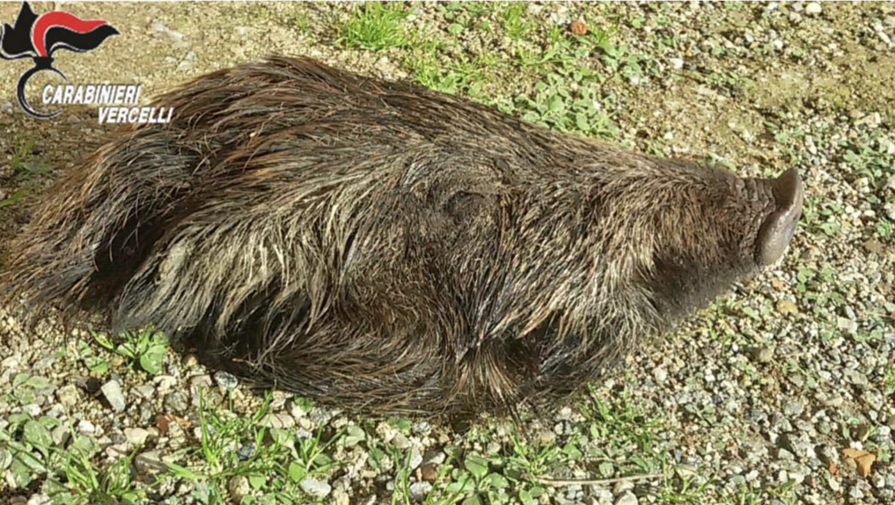 Minaccia con una testa di cinghiale mozzata un componente del direttivo del Consorzio bonifica Baraggia con cui aveva avuto dei contrasti