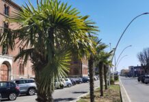 Nel regolamento comunale del Verde Urbano le palme sono tra gli alberi “non consigliati” per Vercelli