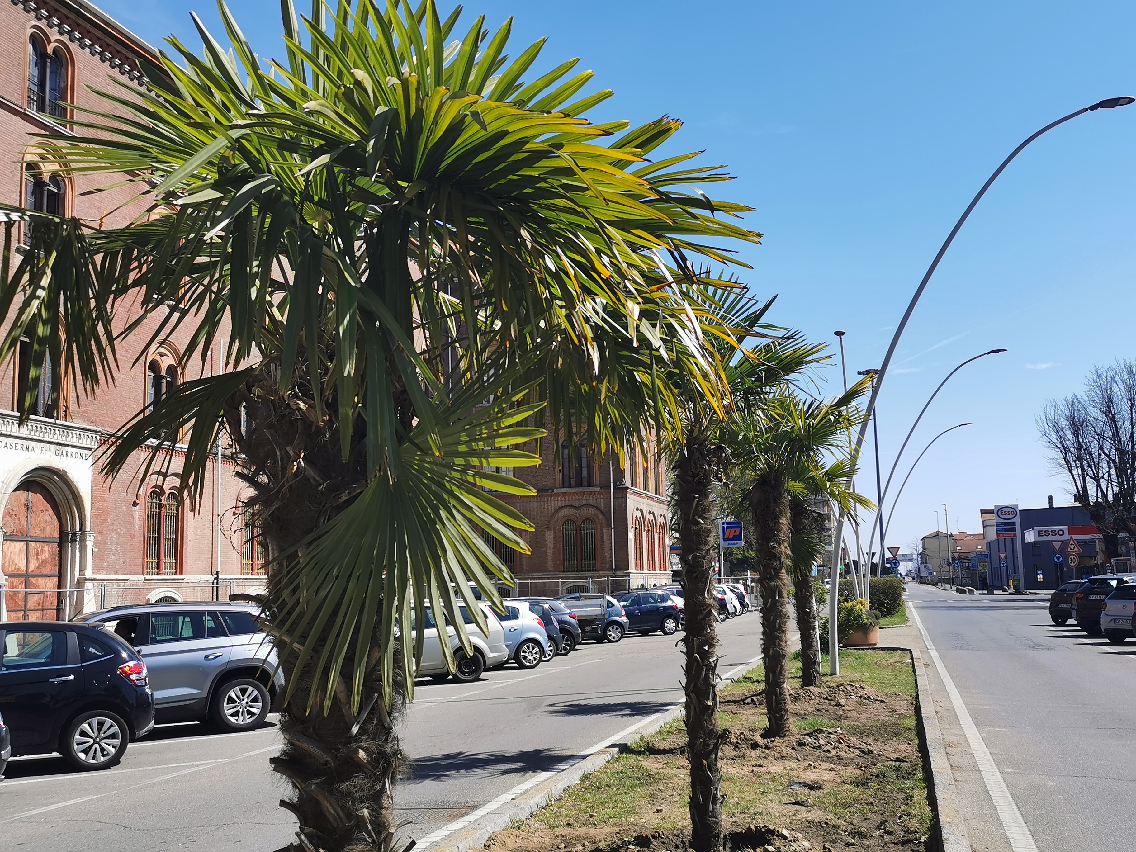 Nel regolamento comunale del Verde Urbano le palme sono tra gli alberi “non consigliati” per Vercelli