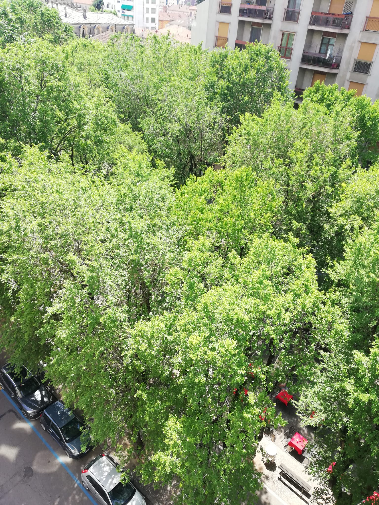 Viale Garibaldi invaso da fastidiosissimi, piccoli insetti neri