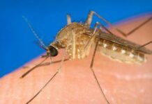 Oltre al degente di luglio, nessun ricoverato per West Nile nell’Infettivologia vercellese. Un solo altro caso (asintomatico) tra i donatori di sangue