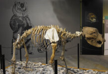Al Museo Carlo Conti tavola rotonda sul turismo culturale in Valsesia